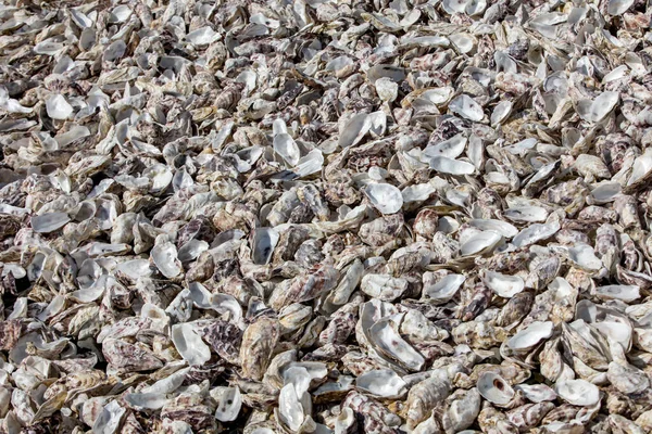 Thousands Empty Shells Eaten Oysters Discarded Sea Floor Cancale Famous — Stock Photo, Image