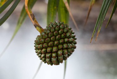 Funchal, Madeira 'daki park çeşmesinin yanındaki tropikal bitkiler