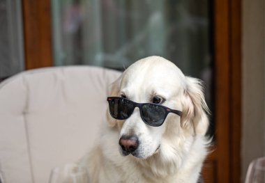 Golden Retriever güneş gözlükleriyle koltukta dinleniyor.