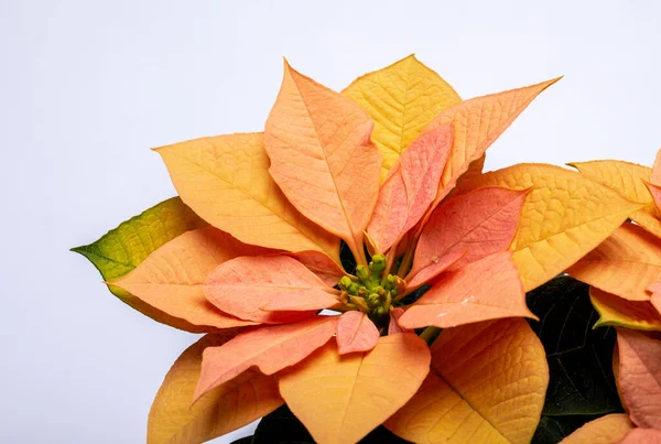 Las Flores Naranjas Poinsettia Flor Navidad —  Fotos de Stock