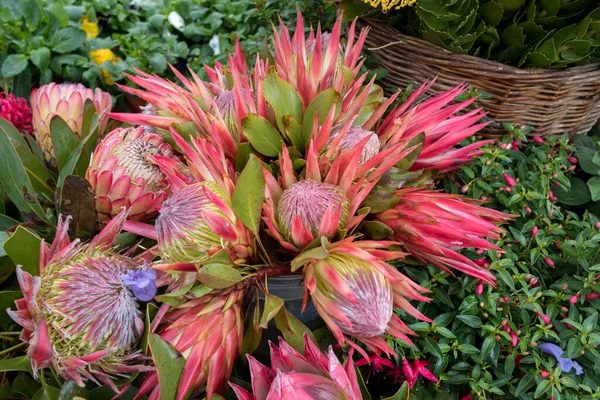 Flores Tropicais Coloridas Num Mercado Rua Funchal Ilha Madeira — Fotografia de Stock