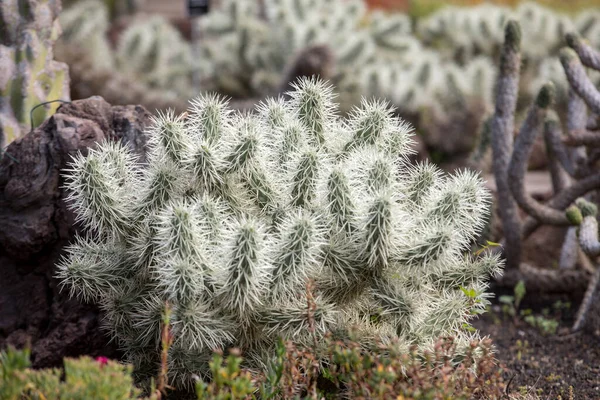 Cylindropuntia Tunicata Powszechnie Określana Jako Osłonięta Cholla — Zdjęcie stockowe