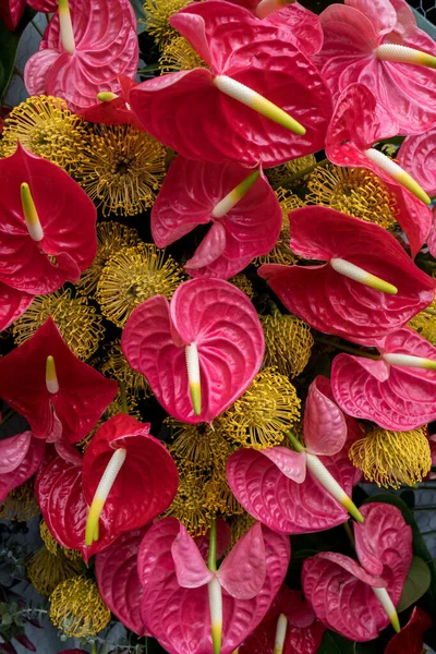 Schönheit Floristische Dekoration Mit Einem Großen Roten Anthurium Tropische Blume — Stockfoto