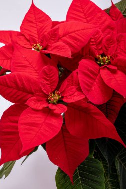 Noktalı kırmızı çiçekler. Noel 'in Çiçeği