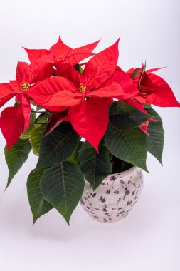 Noktalı kırmızı çiçekler. Noel 'in Çiçeği