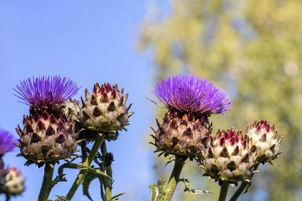 Cardoon Flowers Buds Garden Blue Sky — Stock Photo, Image