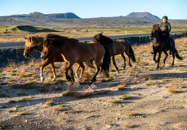 Südisland Juli 2017 Eine Herde Islandpferde Auf Einer Weide Island — Stockfoto