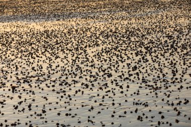 Sahil soyut, gün batımında güneş ışığını yansıtan ıslak kum 