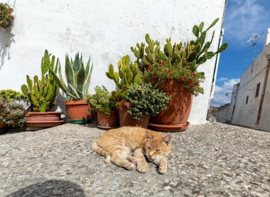 Sassi di Matera 'da bir caddede yatan kızıl bir kedi. Matera şehrinin tarihi bir bölgesi. Basilicata. İtalya