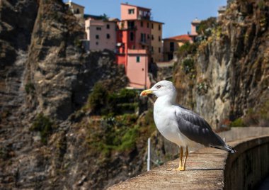 Riomaggiore 'deki martı - İtalya' nın Cinque Terre kentlerinden biri.