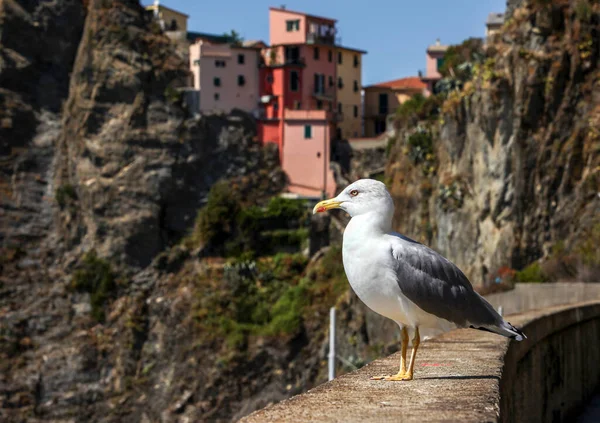 Mewa Riomaggiore Jedno Miast Cinque Terre Włoszech — Zdjęcie stockowe