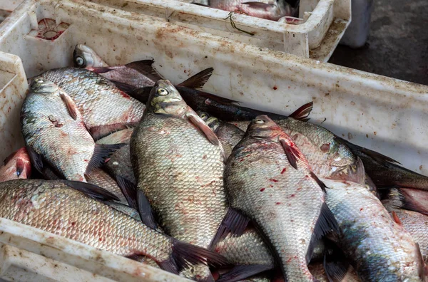 从港口的渔船上直接出售的鲜鱼 — 图库照片