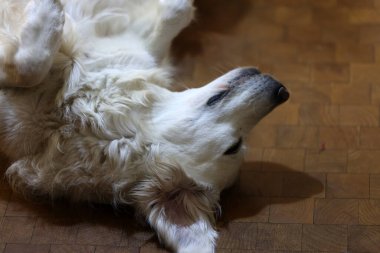Golden retriever sırt üstü yatar ve oynamaya davet edilir. 