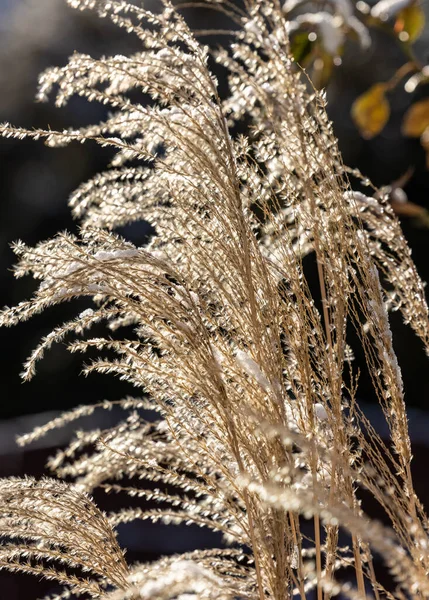 Wintereindruck Gefrostetes Gartengras — Stockfoto