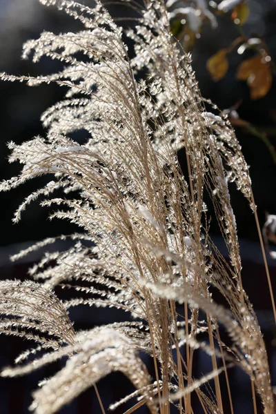 Winter Impression Frosted Garden Grass — Stock Photo, Image