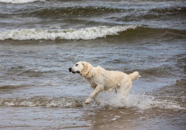 Golden Retriever sahilde suda oynuyor.