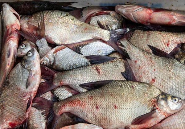 Frischer Fisch Direkt Vom Fischerboot Hafen Verkauft — Stockfoto