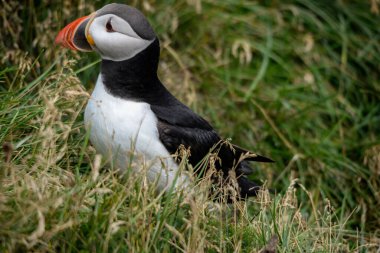 Atlantik martısı, bilinen adıyla martı. 