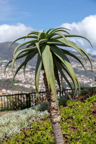 Aloe Drzewo Funchal Maderze Portugalia — Zdjęcie stockowe