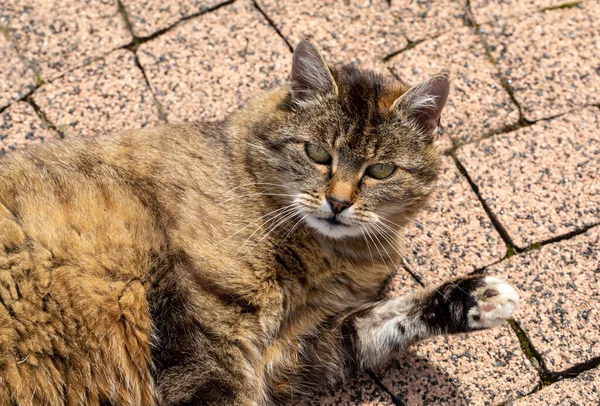 かわいい猫が石畳の上に横になって — ストック写真