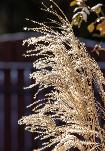 Winter Impression Frosted Garden Grass — Stock Photo, Image