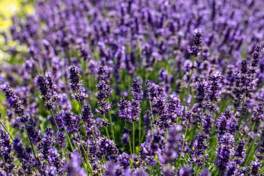  Fransa, Sault yakınlarındaki Provence 'de açan lavanta çiçekleri.