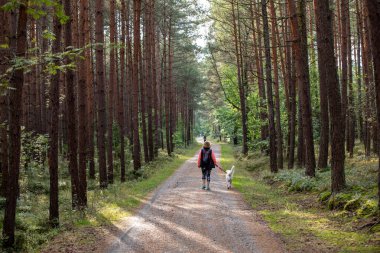 Jantar ve Stegna arasındaki Vistula Spit 'teki çamların arasında bir orman yolu. Polonya