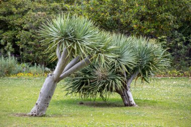 Bir subtropikal ağaç Dracaena draco ya da Kanarya Adaları ejderha ağacı 