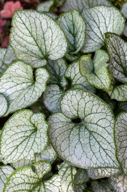 Heartleaf brunnera, Sibirya böceği parlatıcısı (Brunnera makrophylla 'Jack Frost') bahçede