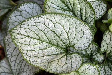 Heartleaf brunnera, Sibirya böceği parlatıcısı (Brunnera makrophylla 'Jack Frost') bahçede