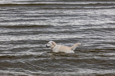 Golden Retriever sahilde suda oynuyor.