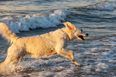 Golden Retriever sahilde suda oynuyor.