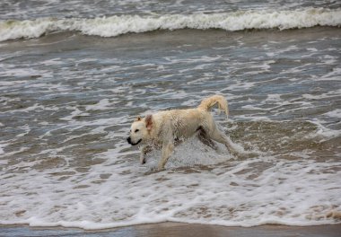 Golden Retriever sahilde suda oynuyor.