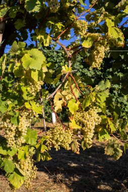 Valdobbiadene tepelerinde hasat için üzüm bağındaki Prosecco beyaz üzümleri. Veneto. İtalya