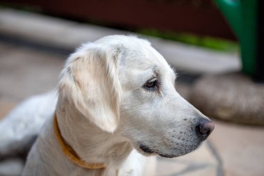 Güzel Golden Retriever Bahçedeki taş terasta