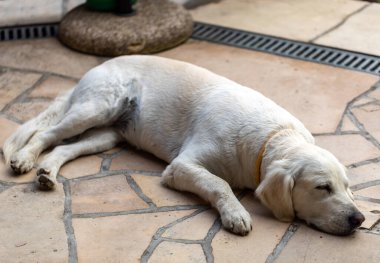 Güzel Golden Retriever Bahçedeki taş terasta