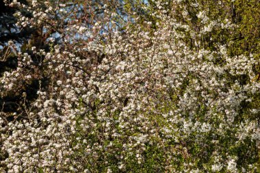 Meyve bahçesinde güzel çiçek açan kiraz ağaçları