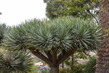 Spanish bayonet tree Latin name Yucca aloifolia flowers  clipart