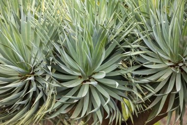 İspanyol süngü ağacı Latince adı Yucca aloifolia çiçekleri 