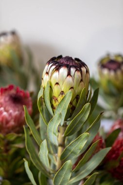 Kral protesi Bud veya protea cynaroides Güney Afrika 'nın ulusal çiçeği.