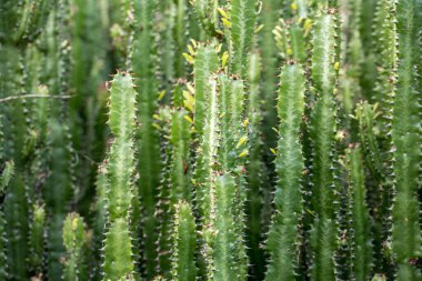 Candelabra ağacı (Euphorbia candelabrum) Doğu Afrika 'ya özgü sulu bir çalılıktır..