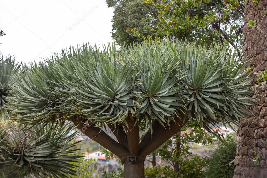 Spanish bayonet tree Latin name Yucca aloifolia flowers 
