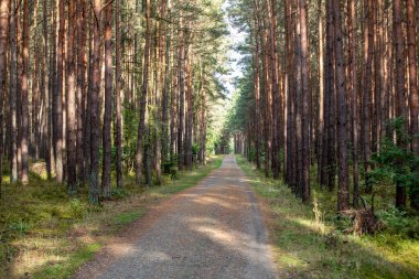 Jantar ve Stegna arasındaki Vistula Spit 'teki çamların arasında bir orman yolu. Polonya