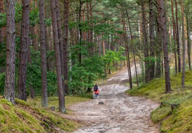 Jantar ve Stegna arasındaki Vistula Spit 'teki çamların arasında bir orman yolu. Polonya