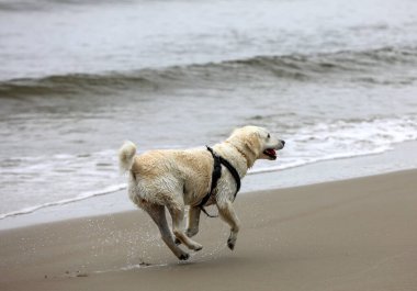 Golden Retriever sahilde suda oynuyor.