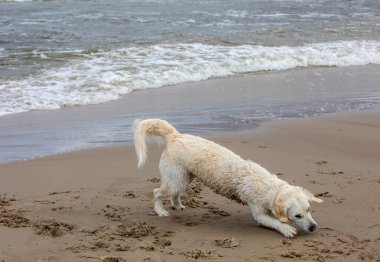 Golden Retriever sahilde suda oynuyor.