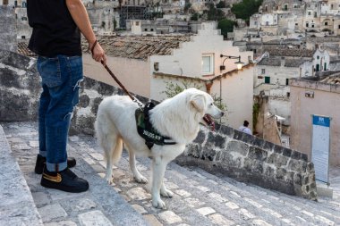 Matera, İtalya - 18 Eylül 2019: Matera 'da mutlu maremma çoban köpekleri. Büyük beyaz köpek maremmano abruzzese çobanı yetiştiriyor. Gün batımında lupinler tarlasında geziniyor..