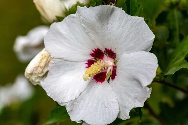 Bloeiende Bloemenkop Van Witte Hibiscus Tuin — Stockfoto