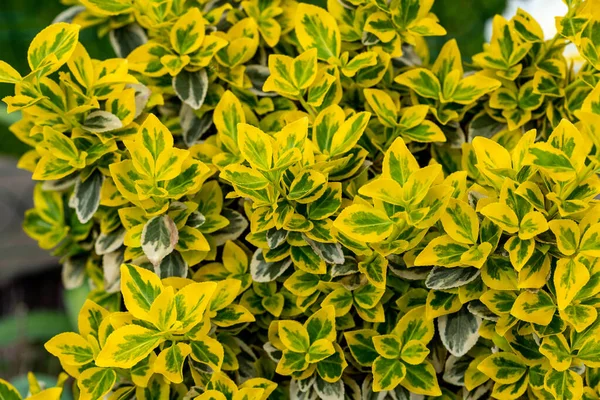 Folhas Amarelas Verdes Euonymus Fortunei Emeralnd — Fotografia de Stock