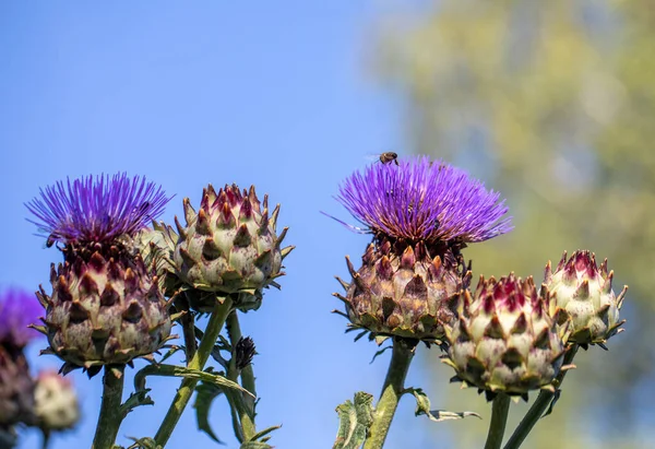 Cardoon Flowers Buds Garden Blue Sky — Stock Photo, Image